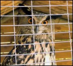 Sono finito in gabbia....