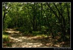 Strada per il bosco. Strada per il bosco.