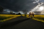 il confine violato il confine violato