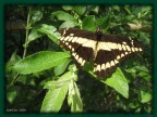 :: butterfly :: :: butterfly ::