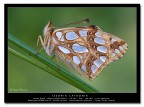 Issoria lathonia Issoria lathonia