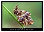 Boloria Dia Boloria Dia