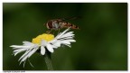 scorpacciata scorpacciata