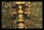 Libellula al mattino- dettaglio