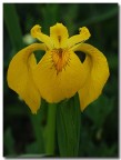 iris pseudacorus iris pseudacorus