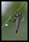 asilide asilide