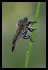 asilide asilide