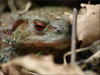 bufo-bufo bufo-bufo