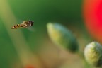 In Volo In Volo