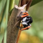 Philaeus-chrysops Philaeus-chrysops