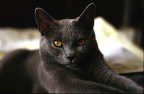Il mio gatto 2 Il mio gatto 2