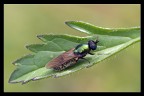 Chloromyia Formosa Chloromyia Formosa