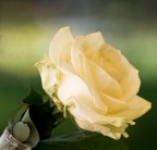 Una rosa Una rosa