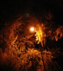 Giochi di luce notturna tra le foglie del ginko biloba