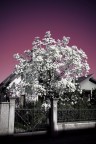 Magnolia Magnolia