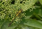 Gomphus vulgatissimus