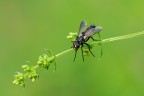 Cylindromya brassicaria Cylindromya brassicaria