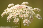 microcosmos microcosmos