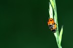 coccinelle in amore