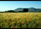 Grano e Papaveri Grano e Papaveri