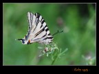 farfalla (n'5) farfalla (n'5)
