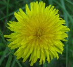 Fiore di campo Fiore di campo