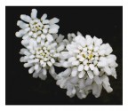 fiore fiore