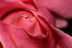 PROFONDO ROSSO PROFONDO ROSSO