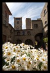 Viterbo in fiore