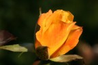 rosa 02