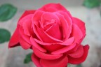 rosa 03