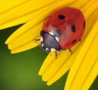 giallo...rosso...verde giallo...rosso...verde