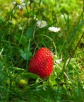 una fragola in giardino