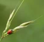 Micro coccinella... Micro coccinella...