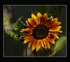 Girasole