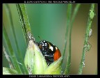 il lupo cattivo e i tre piccoli porcellin il lupo cattivo e i tre piccoli porcellin