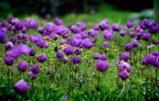 Anemoni in libert�