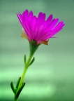 Fiore di pianta grassa Fiore di pianta grassa