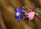 ragno rosa2 ragno rosa2