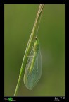 Chrysopa carnea Chrysopa carnea