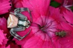 Il ragno e la mosca Il ragno e la mosca
