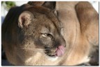 Puma Puma
