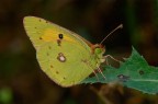 Colias crocea
