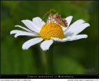 Margheritina Margheritina