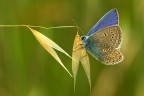 Polyommatus icarus Polyommatus icarus