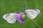 Coppia di Aporia Coppia di Aporia