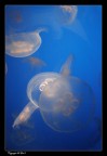 Meduse Meduse