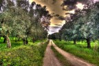 HDR Strada di Campagna HDR Strada di Campagna