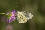 Pieride del biancospino