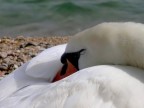 Il riposo del cigno Il riposo del cigno